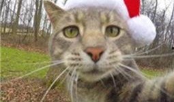 喵星娱乐吃瓜群众是谁,揭秘“吃瓜群众”背后的神秘力量